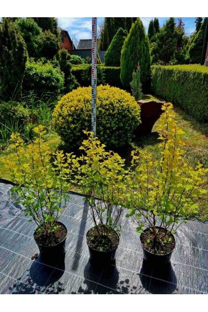 Пухироплідник калинолистий Наггет - 5л/вис.60-80см/Ø35-45см